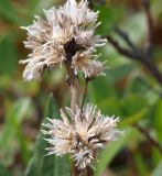 Saussurea alpina. Сухие остатки корзинок с осыпавшимися семенами. Мурманская обл., Кандалакшский р-н, окр. пос. Лувеньга, южный склон гор Лувеньгские Тундры, тундровый пояс, 350 м н.у.м. 01.07.2010.