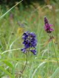 Delphinium cuneatum. Соцветие. Воронежская обл., Семилукский р-н, окр. с. Нижняя Ведуга. 10.07.2008.