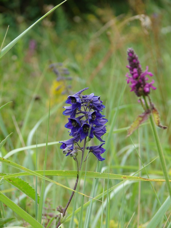 Изображение особи Delphinium cuneatum.