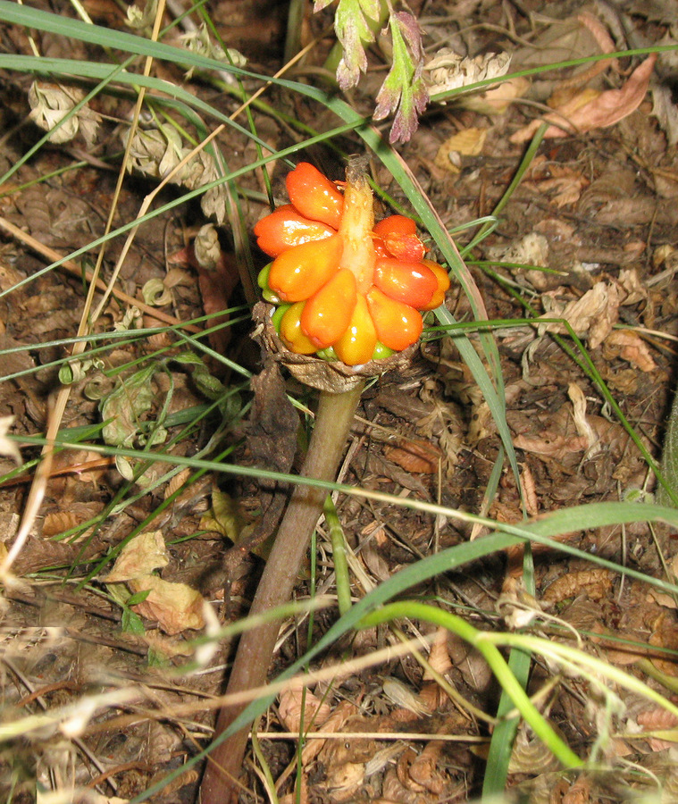Image of Arum elongatum specimen.