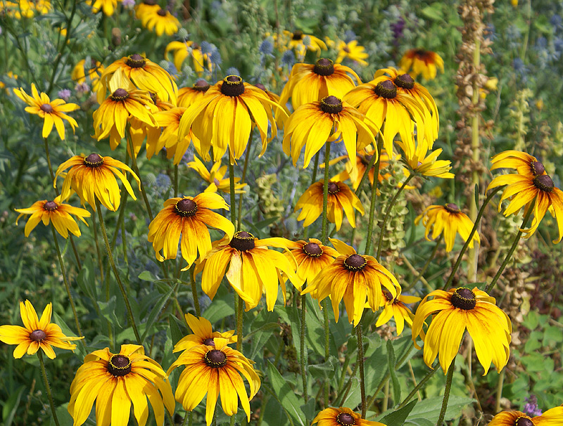 Изображение особи Rudbeckia hirta.