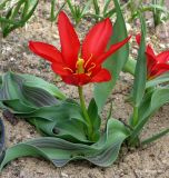 род Tulipa