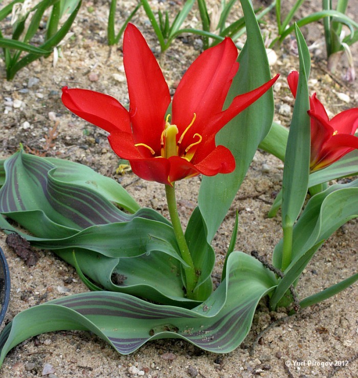 Изображение особи род Tulipa.