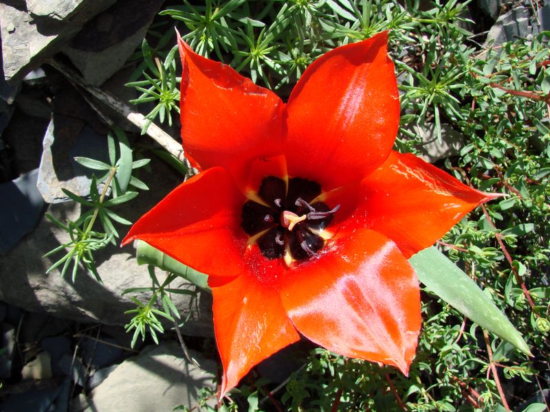 Image of Tulipa affinis specimen.