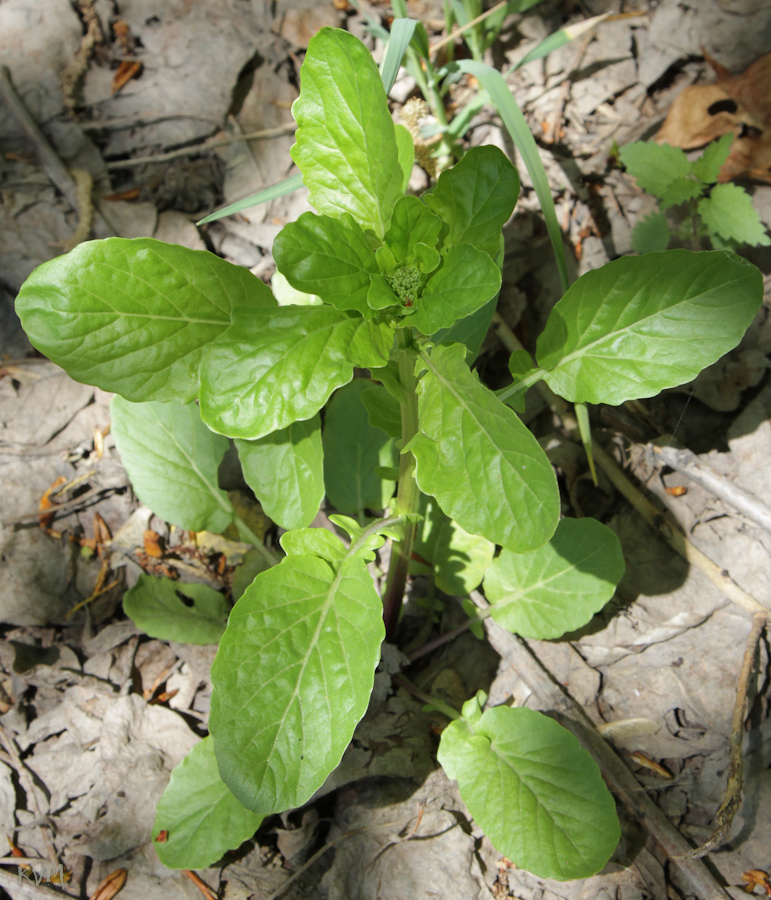 Image of Barbarea stricta specimen.