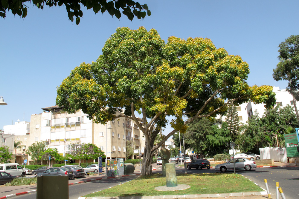Image of Ficus religiosa specimen.