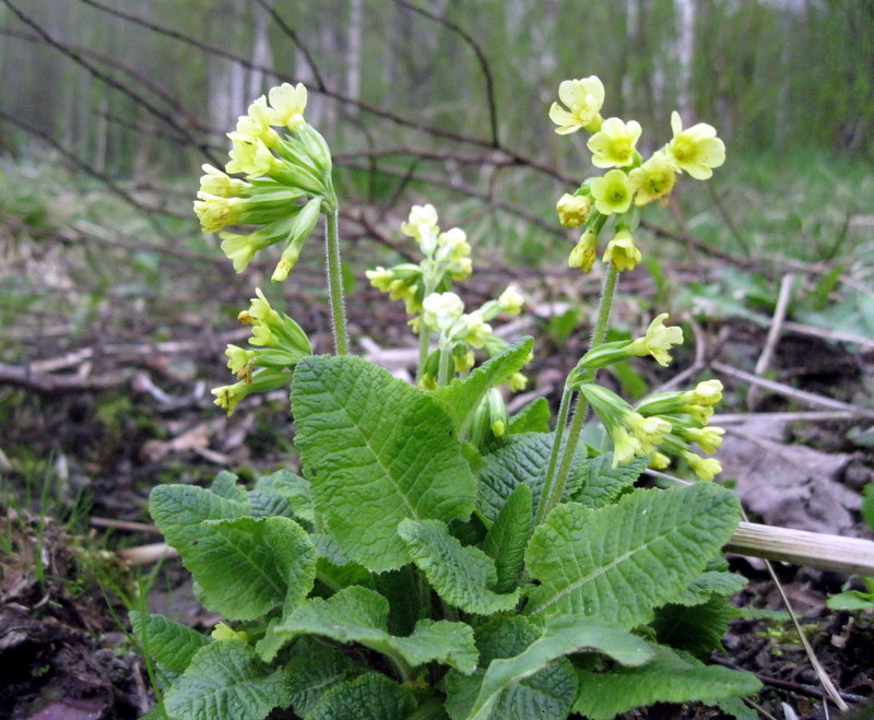 Image of Primula elatior specimen.