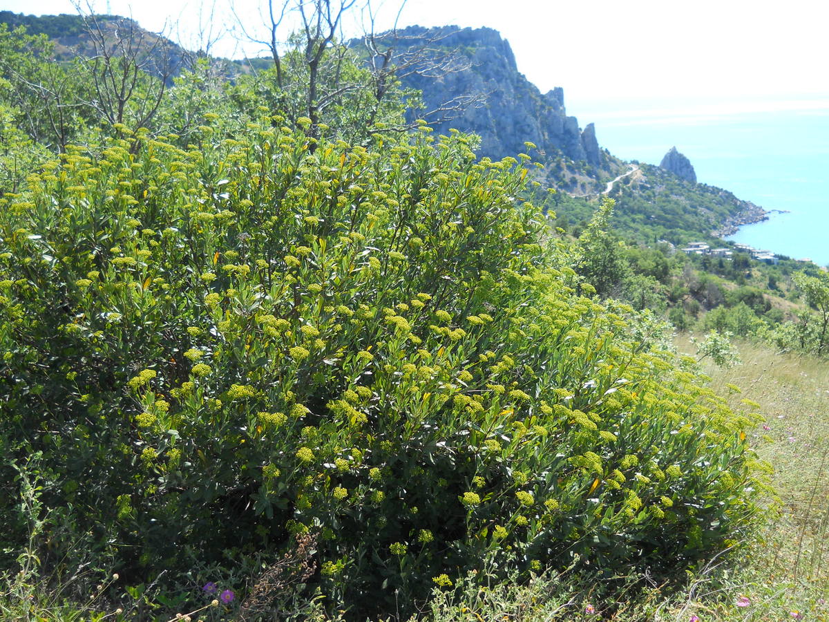 Изображение особи Bupleurum fruticosum.