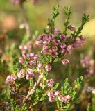 Calluna vulgaris. Ветвь с отцветающими цветками. Мурманск, Горелая сопка. Конец августа.