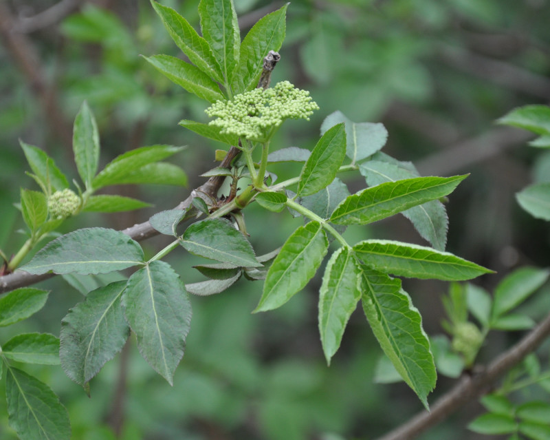 Изображение особи Sambucus nigra.