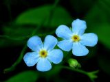 Myosotis cespitosa. Цветки. Республика Саха (Якутия), Томпонский р-н, с. Кескил. 02.07.2012.