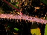 Rubus matsumuranus