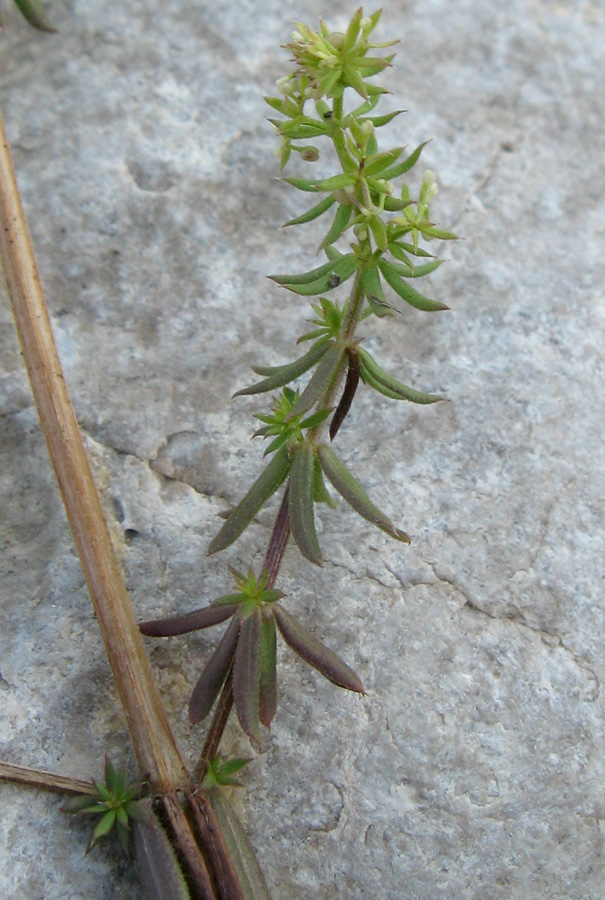 Image of Galium humifusum specimen.