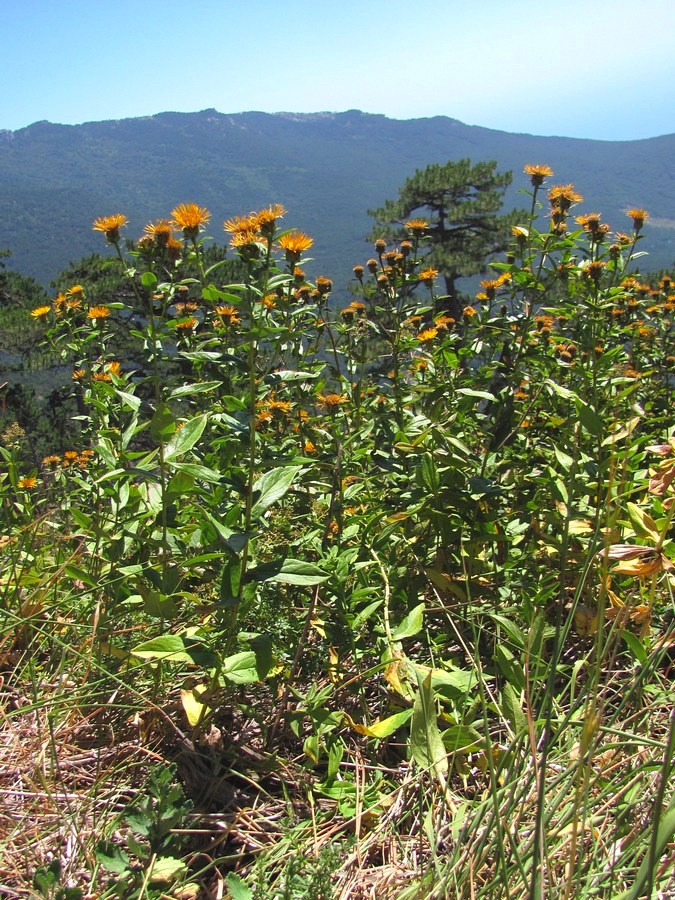 Изображение особи Inula aspera.