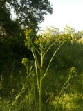 Senecio macrophyllus