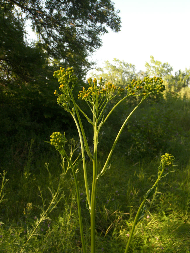 Image of Senecio macrophyllus specimen.