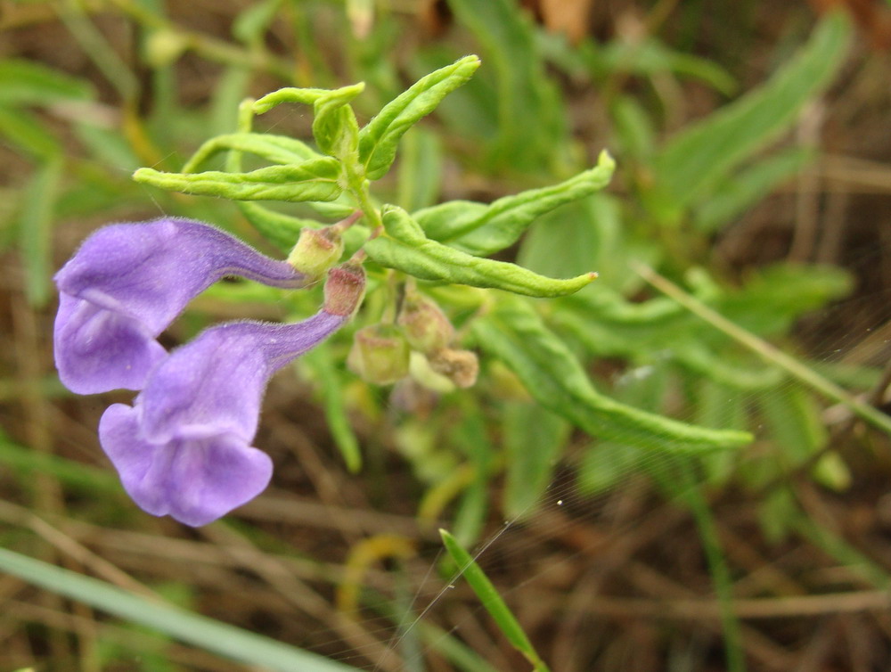 Изображение особи Scutellaria scordiifolia.