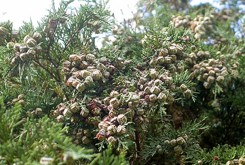 Image of Chamaecyparis lawsoniana specimen.