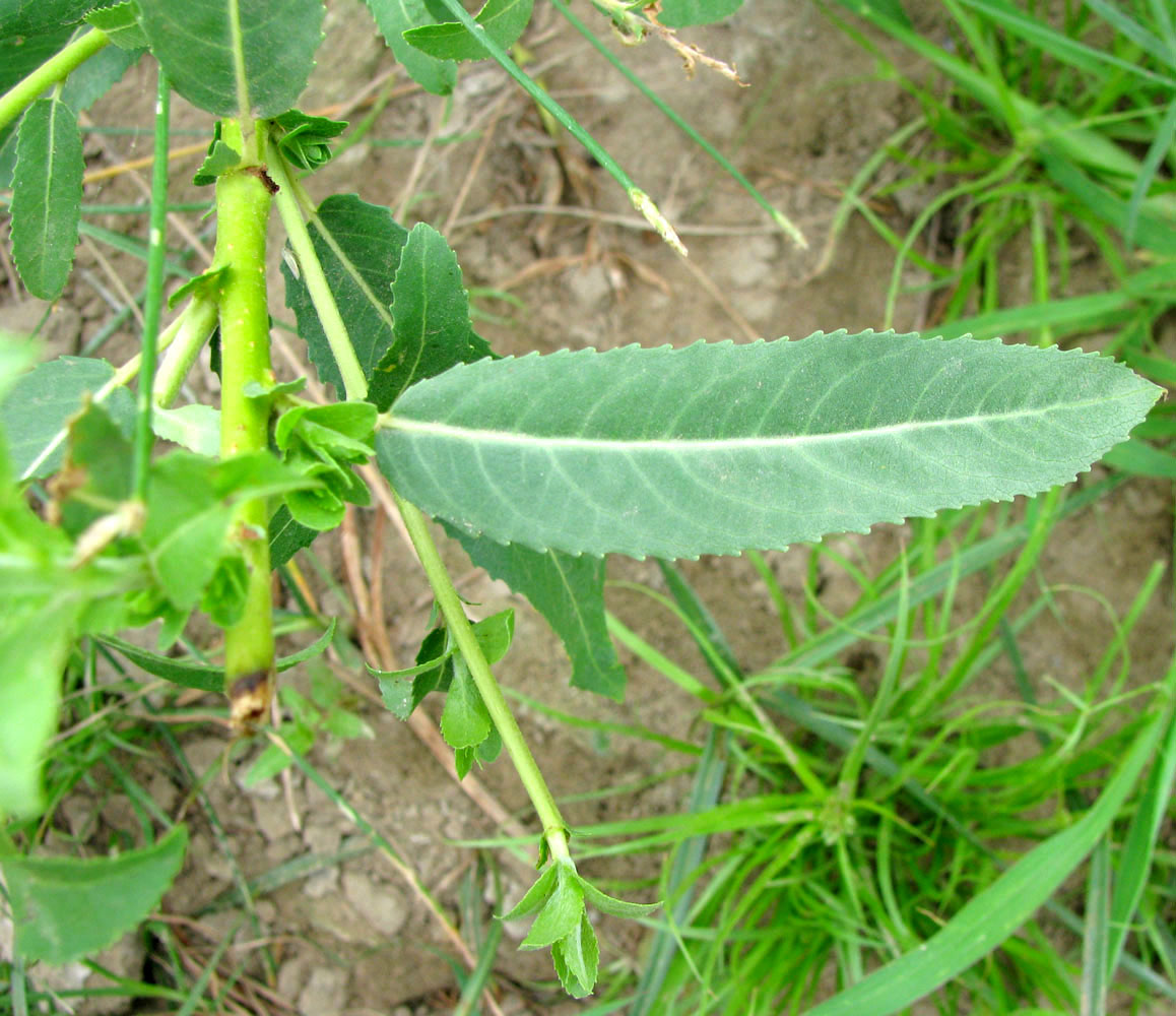 Image of Salix &times; alopecuroides specimen.