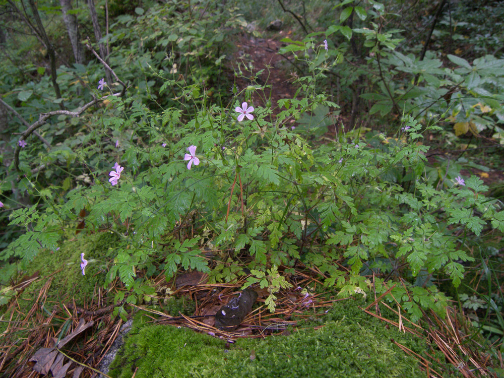 Image of Geranium robertianum specimen.