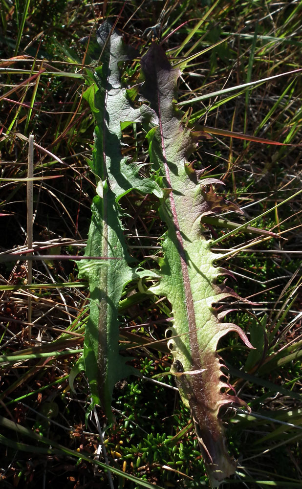 Image of genus Taraxacum specimen.