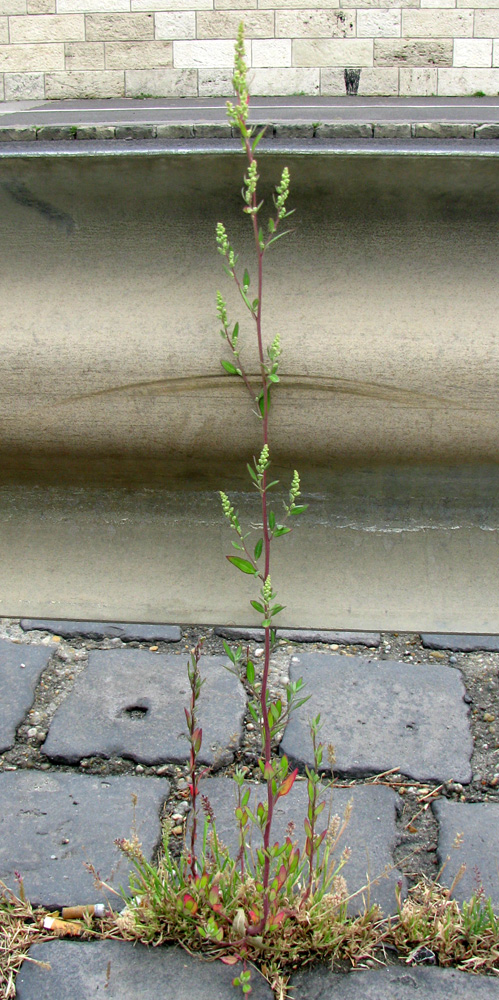 Изображение особи Chenopodium strictum.