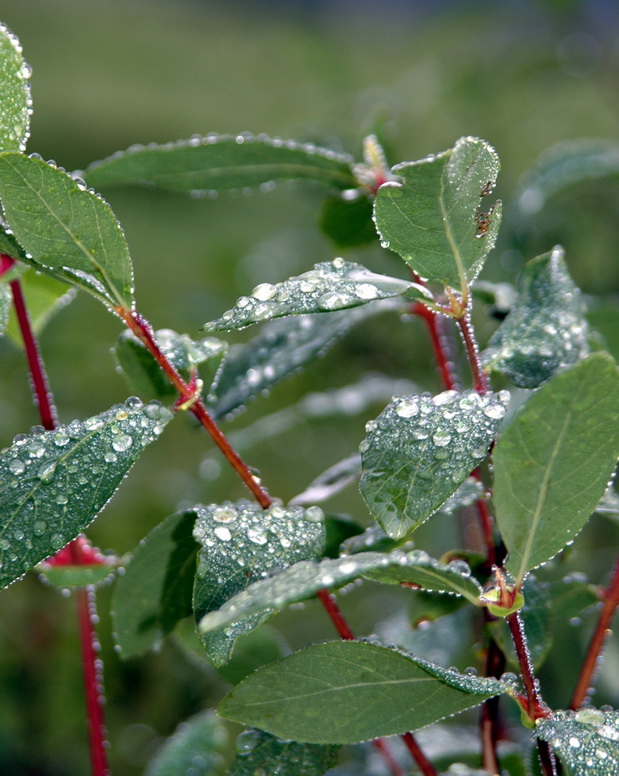 Image of Lonicera altaica specimen.