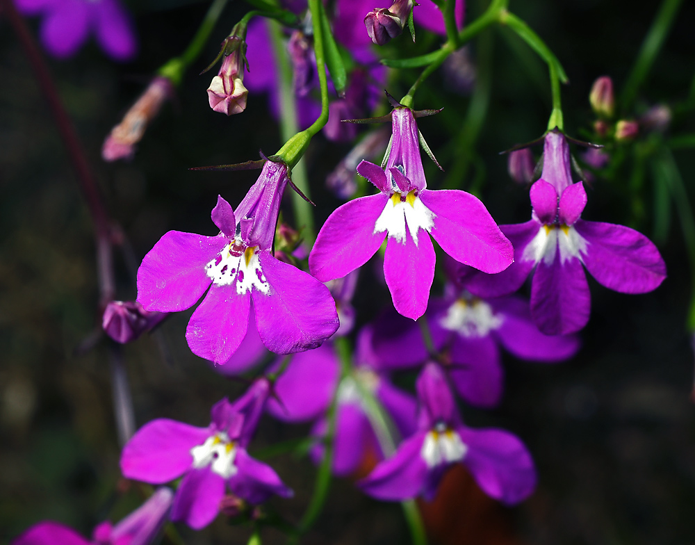 Изображение особи Lobelia erinus.