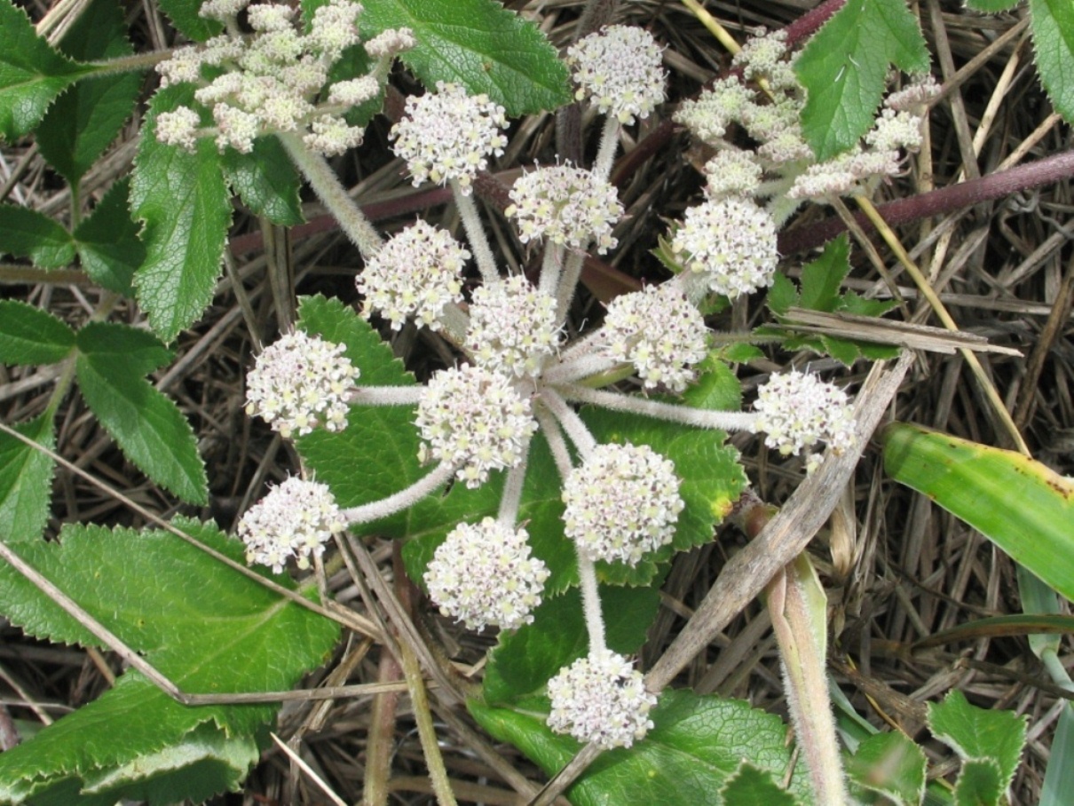 Image of Glehnia litoralis specimen.
