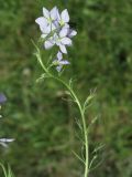 Veronica jacquinii