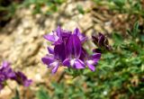 Trigonella procumbens