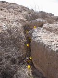 Sternbergia clusiana