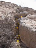 Sternbergia clusiana. Цветущее растение в скальной расселине. Israel, Negev, Reches Boker. 20.10.2006.
