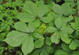 Eleutherococcus senticosus. Соплодие с незрелыми плодами и листья. Приморье, Сихотэ-Алинь, долина р. Серебрянки. 12.08.2012.