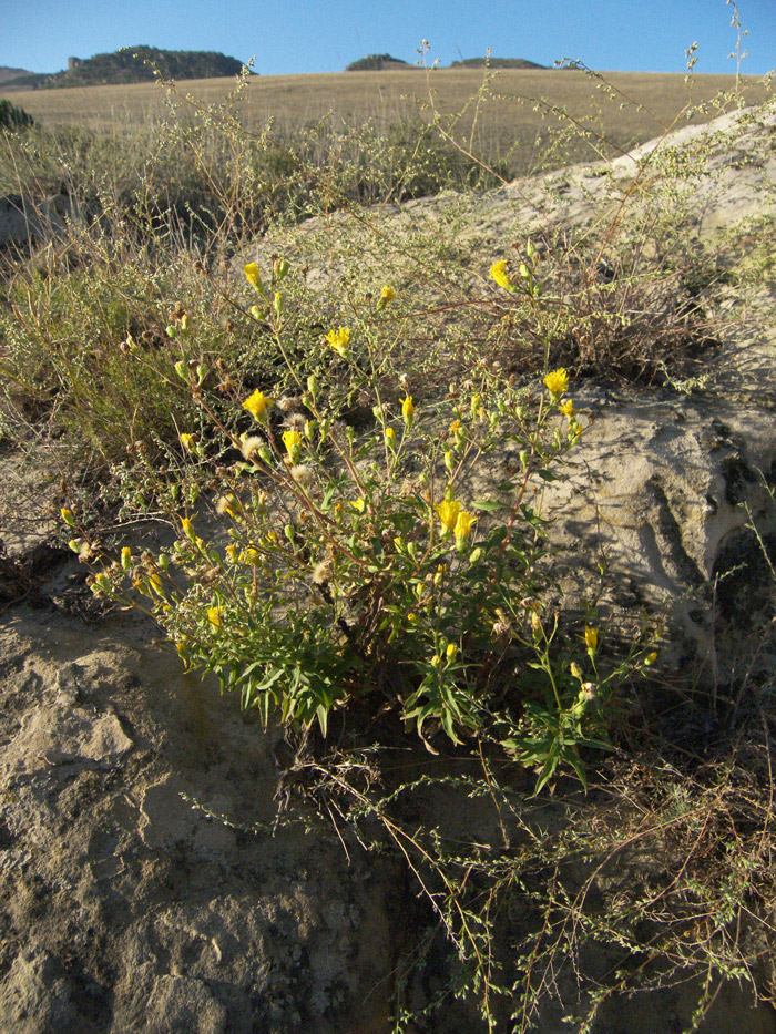 Изображение особи Hieracium virosum.