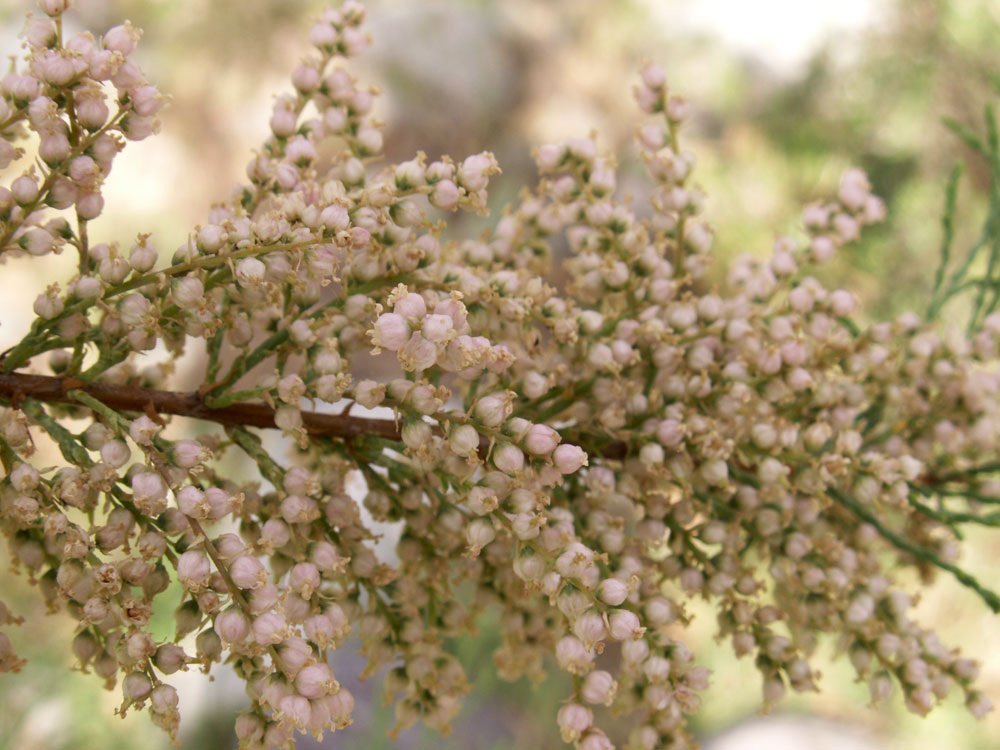 Image of Tamarix leptostachys specimen.