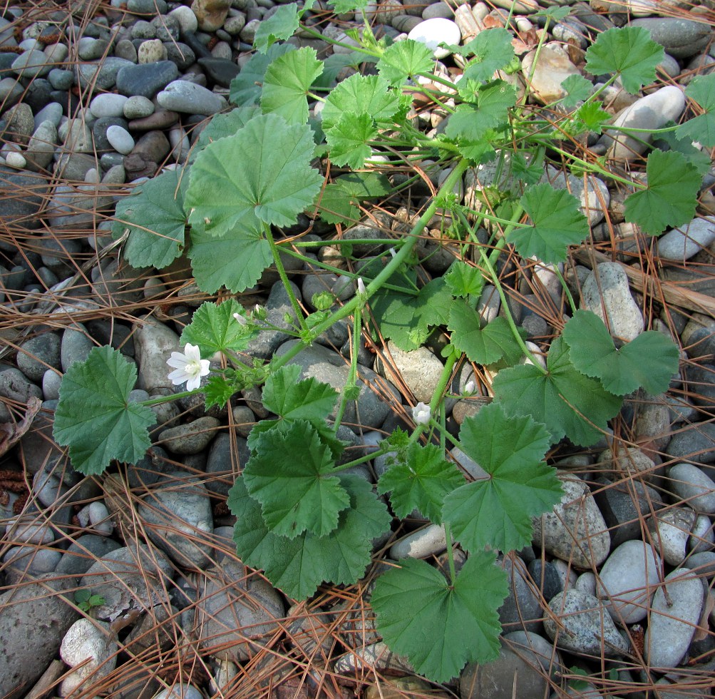 Изображение особи Malva neglecta.