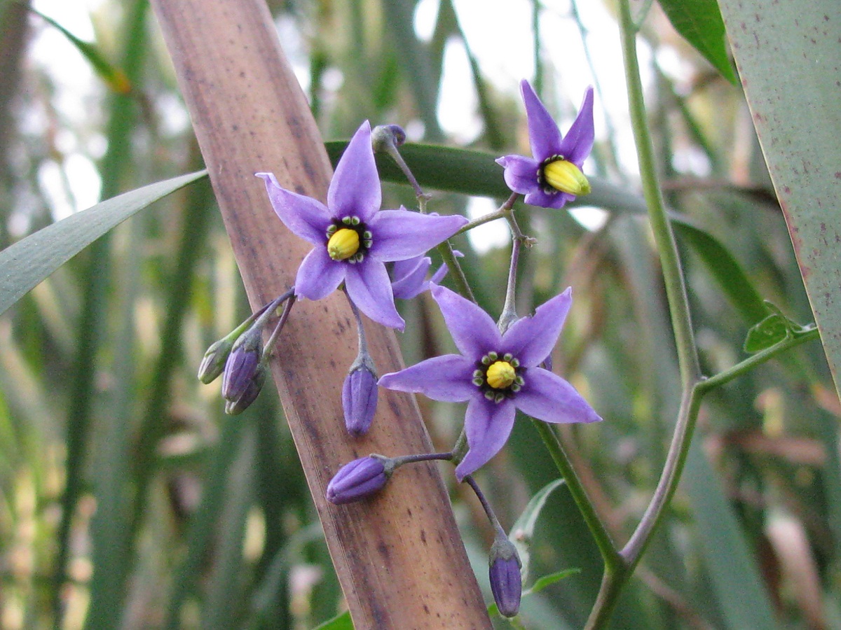 Изображение особи Solanum dulcamara.