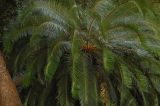 Cycas circinalis