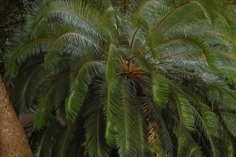 Image of Cycas circinalis specimen.