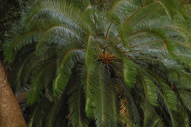 Изображение особи Cycas circinalis.