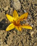 Crocus angustifolius. Цветущее растение с мухой Eristalis tenax. Крым, Карадагский заповедник, Карадагская балка. 9 февраля 2013 г.