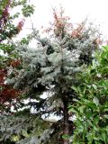 Picea pungens форма glauca. Небольшое дерево с шишками у вершины. Хорватия, Истрия, пос. Баньоле, лесная полоса между дорогой и полем. 03.09.2012.