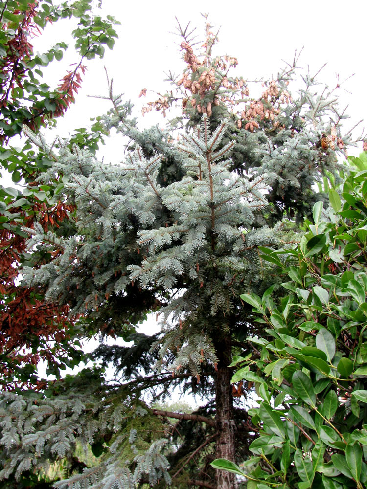 Image of Picea pungens f. glauca specimen.