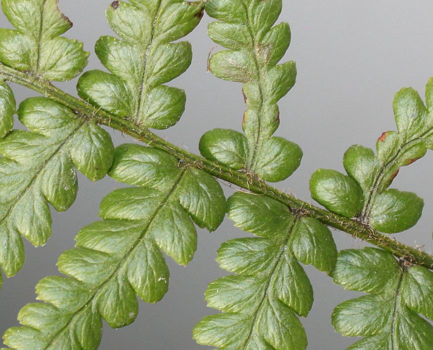 Image of Dryopteris pseudomas specimen.