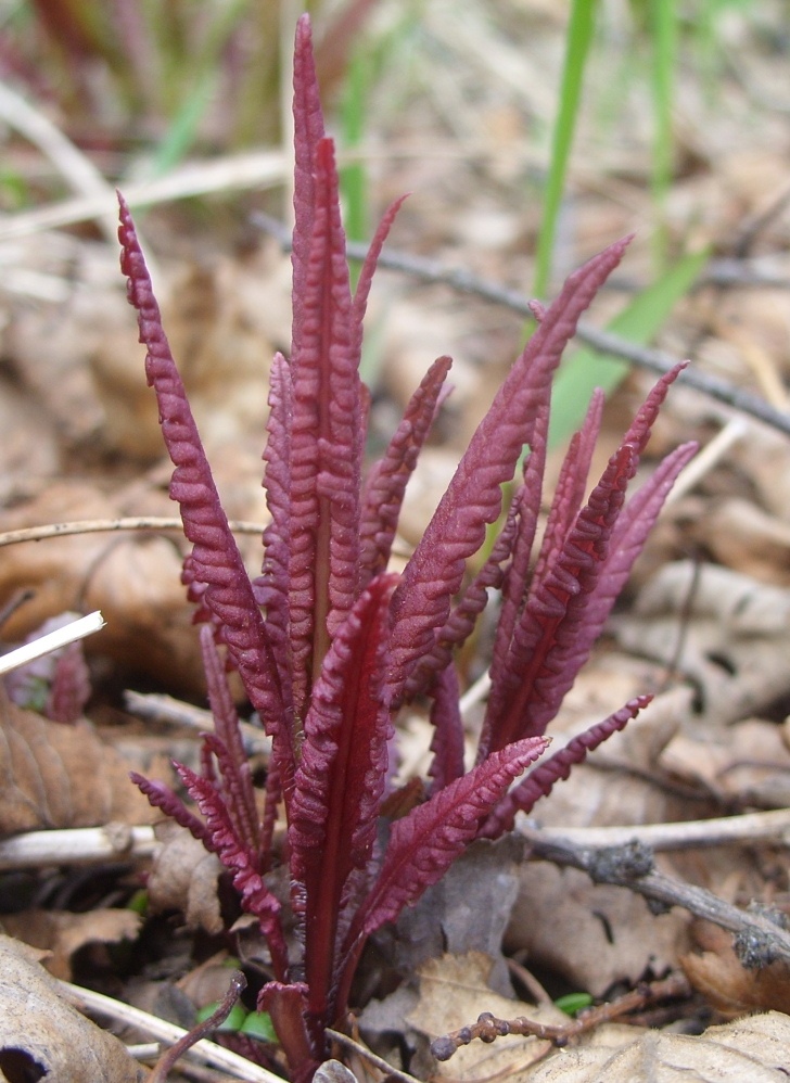 Изображение особи Pedicularis resupinata.