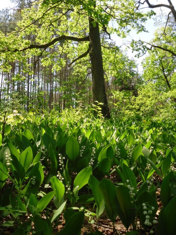 Изображение особи Convallaria majalis.