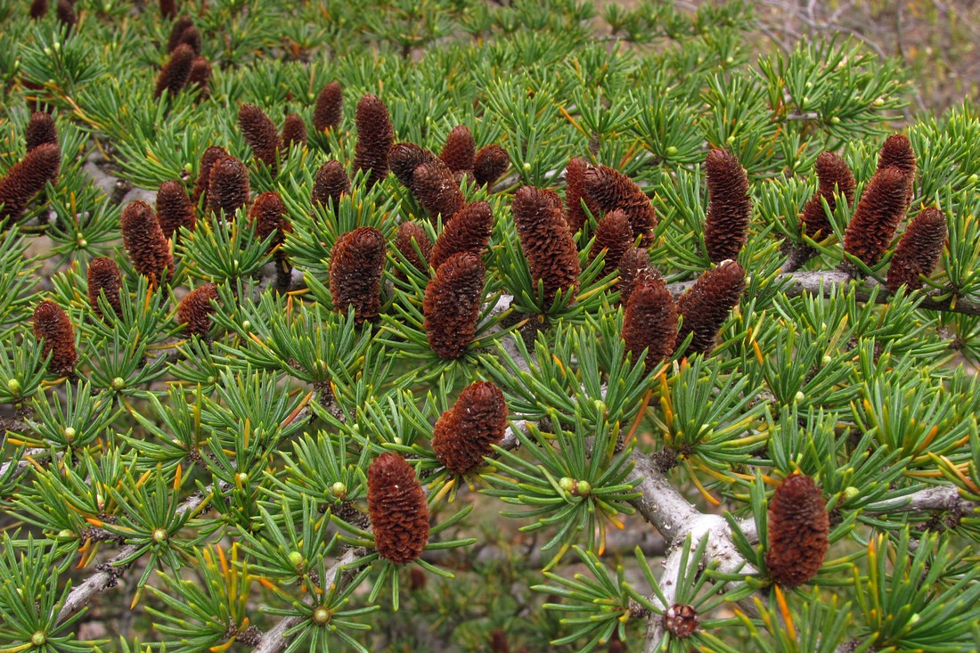 Image of Cedrus libani specimen.