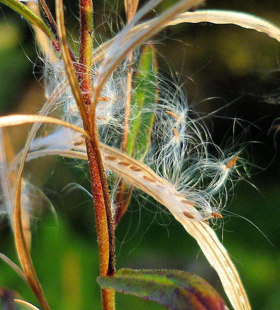 Image of Epilobium fastigiato-ramosum specimen.