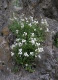 Arabis caucasica